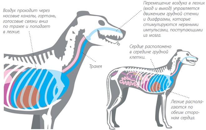 Дыхательная система собаки