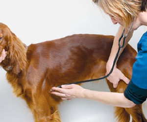 Выслушивание пульса стетоскопом у собаки