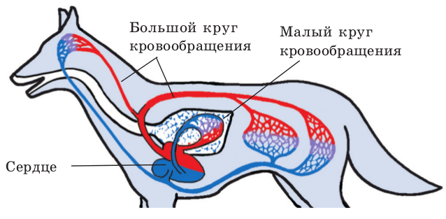 Система кровообращения собаки
