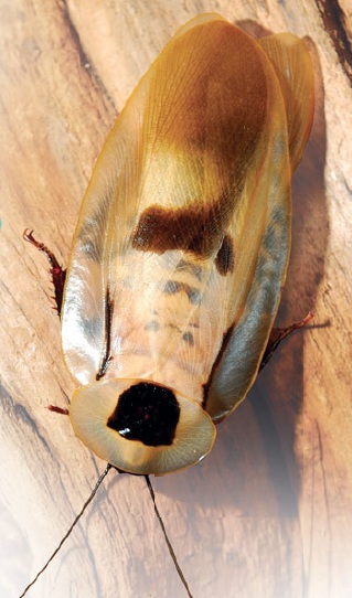 Центральноамериканский гигантский таракан
