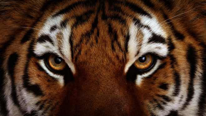 tigr(1)