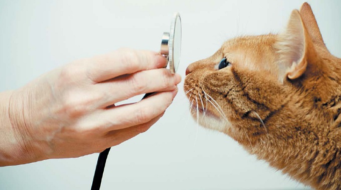 кошка у ветеринара