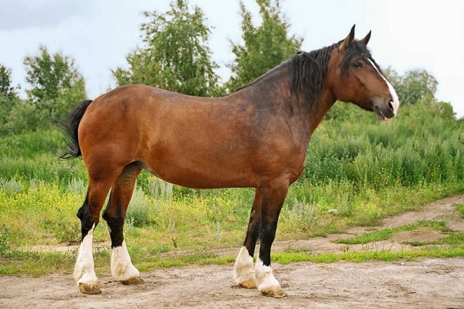 Владимирская тяжеловозная лошадь