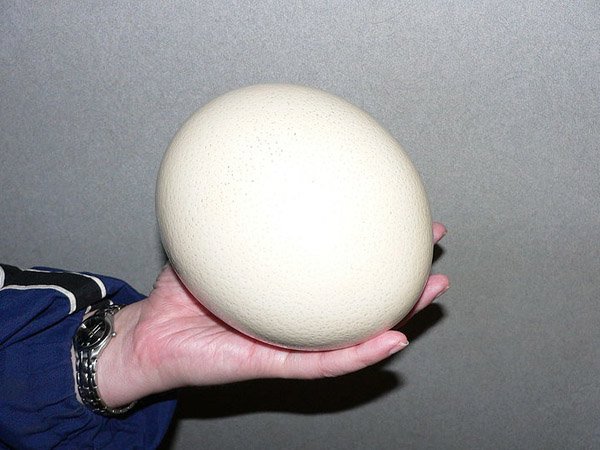 яйцо страуса