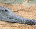 Австралийский пресноводный крокодил