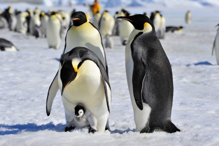 Императорский пингвин с птенцом на льду