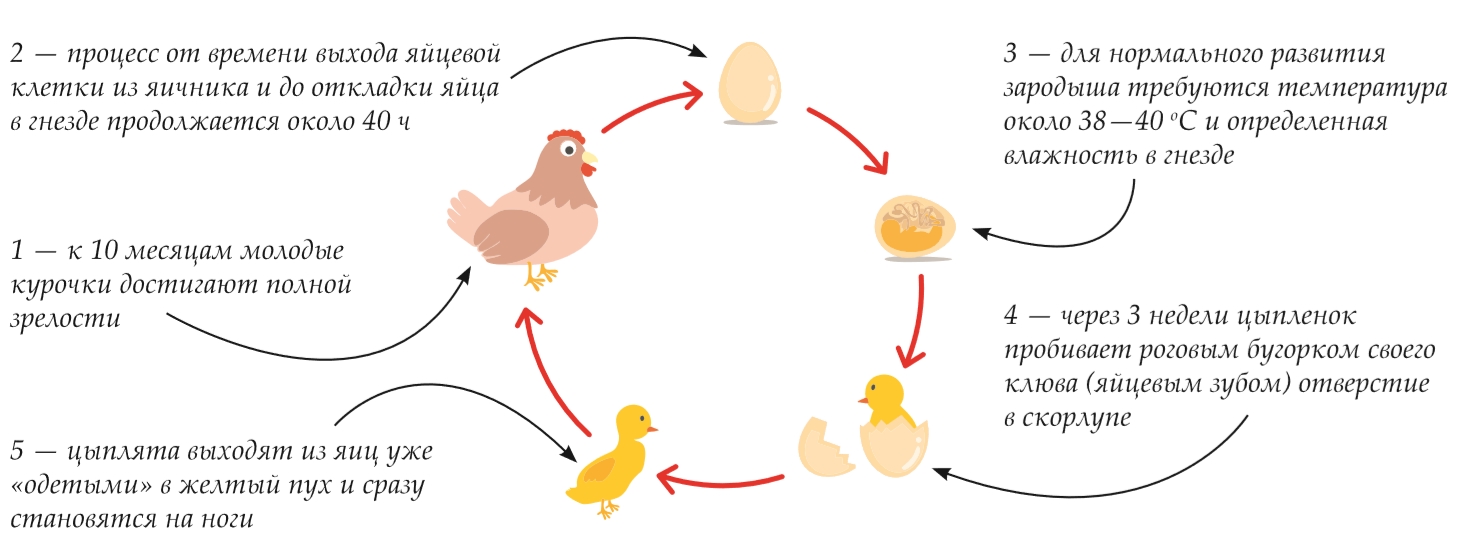 Последовательность размножения птиц