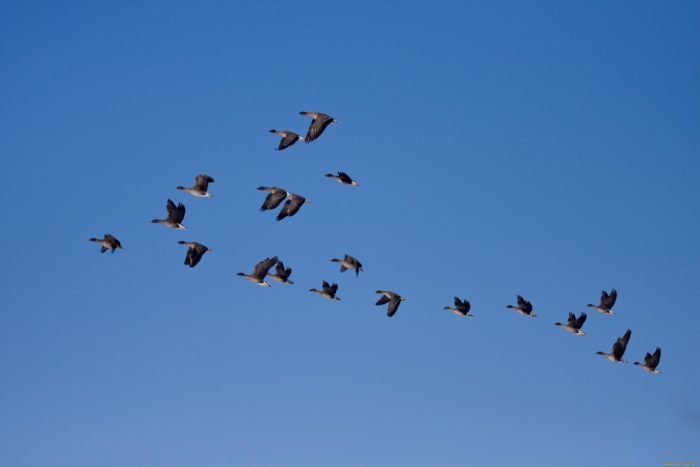 Дикие гуси в дальнем перелете