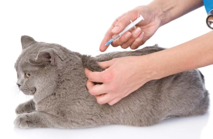 вакцинация кошки