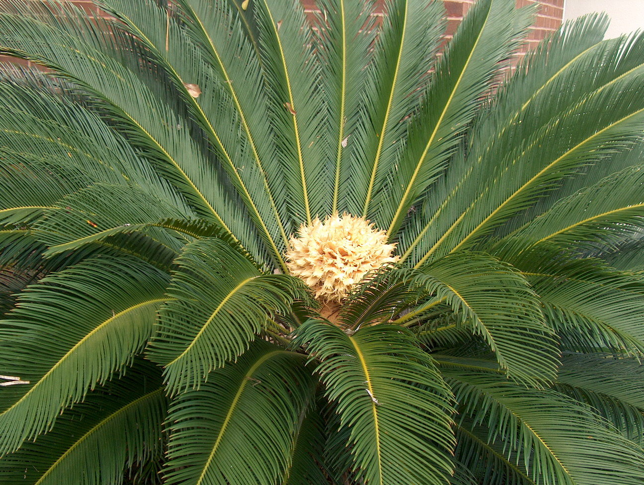 Cycas revoluta. Саговник Цикас. Саговник Цикас революта. Саговник поникающий Cycas revoluta. Цикас саговая Пальма.