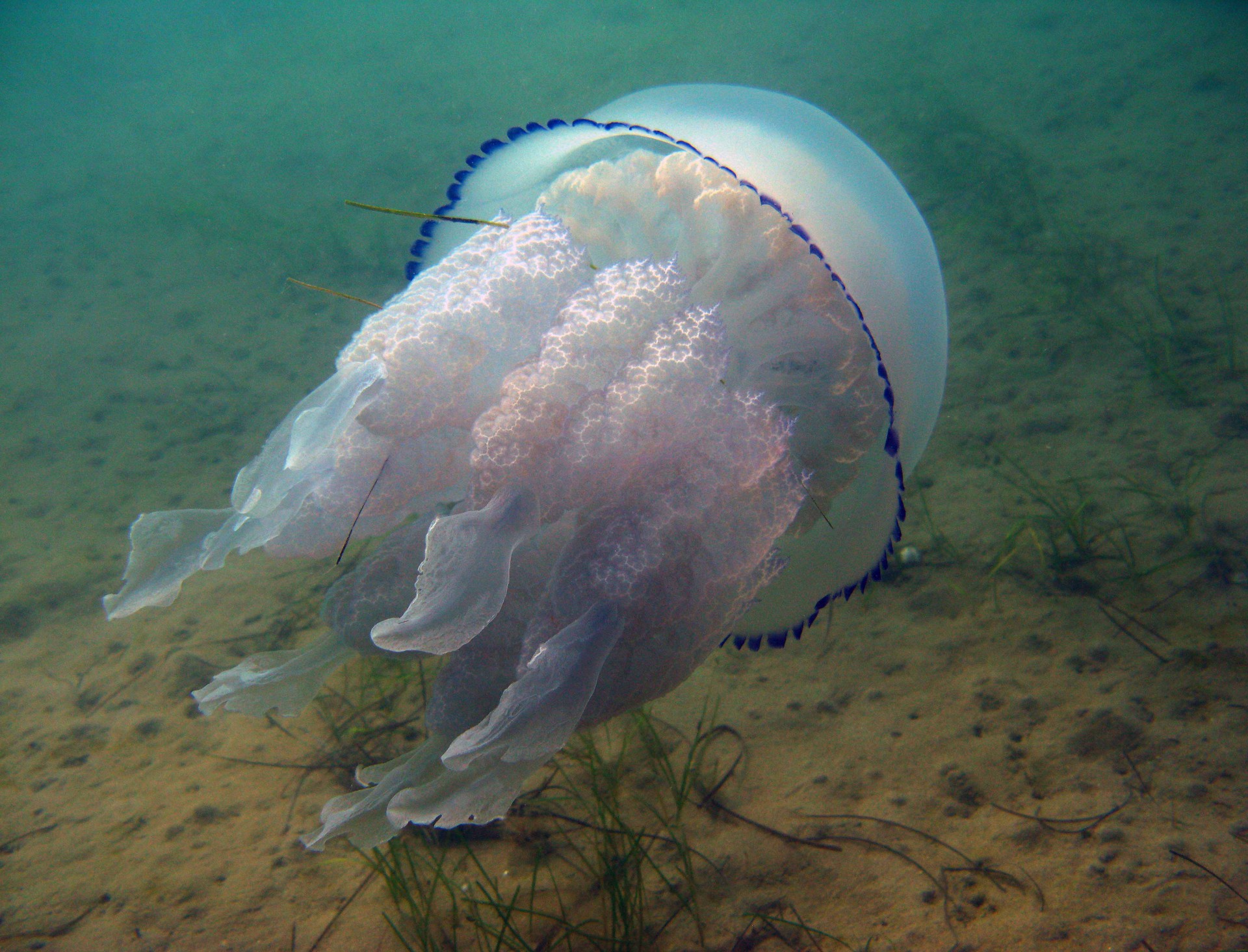 Чем опасны медузы. Медуза корнерот. Медуза корнерот в черном море. Корнерот медуза в черном море в Крыму. Медуза корнерот симметрия.
