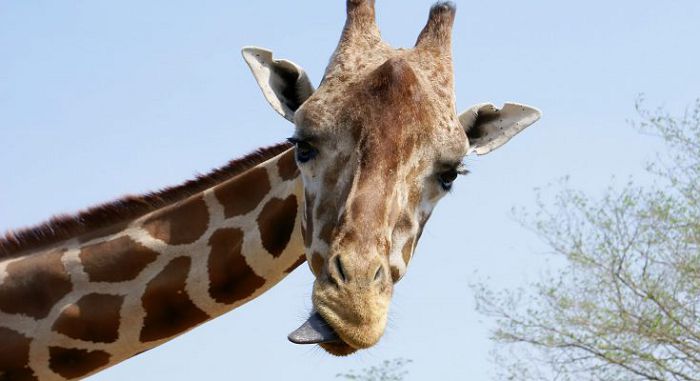 шея у жирафа