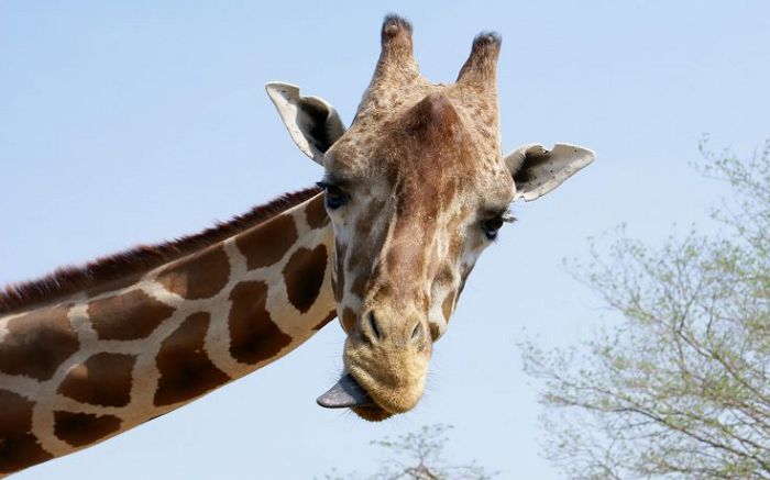 шея у жирафа