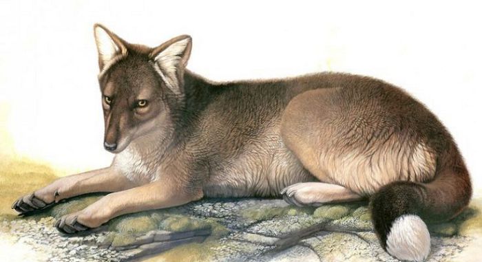 Фолклендская лисица