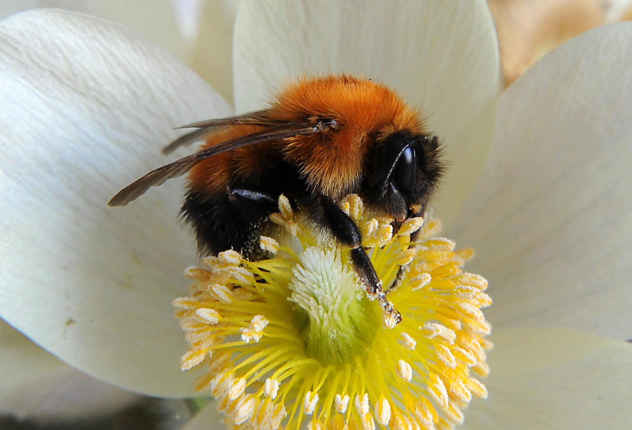 Пчела питается нектаром. Bombus Bombus Шмель. Степной Шмель Bombus fragrans. Шмель скромный Bombus Modestus Eversmann, 1852. Шмель модестус — Bombus Modestus.