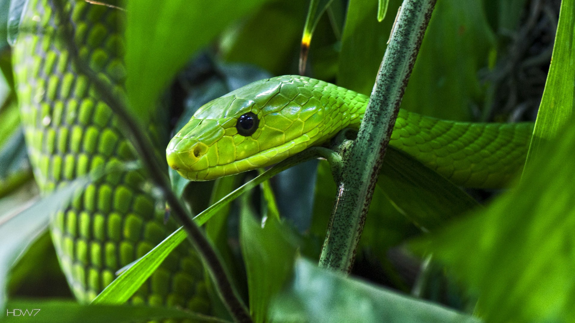 Зеленая Мамба Змея Фото