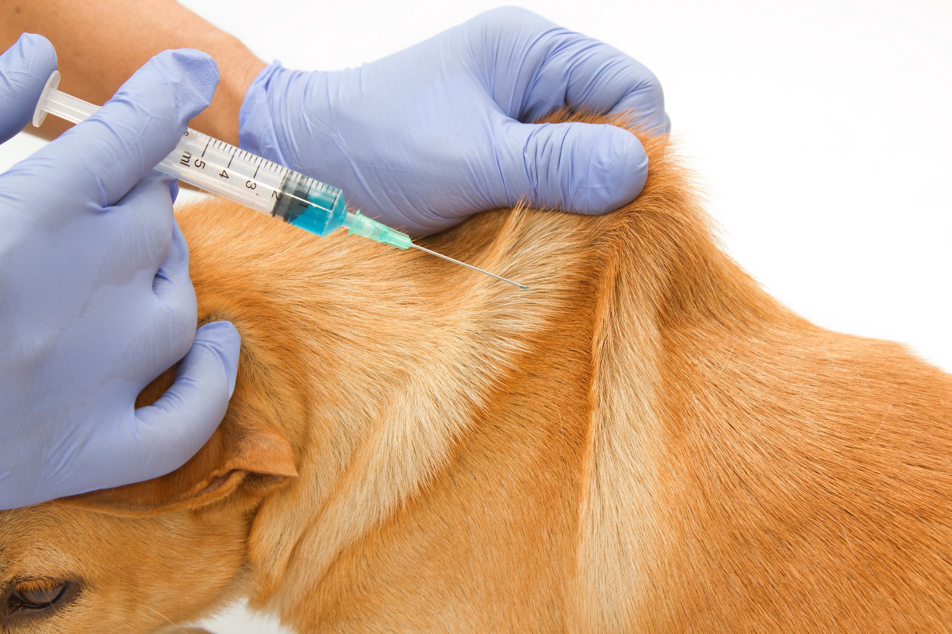 Приготовить вакцину в домашних условиях. Укол собаке внутримышечно в холку. Укол собаке подкожно в холку. Укол собаке в холку домашних условиях. Подкожная инъекция в живот.