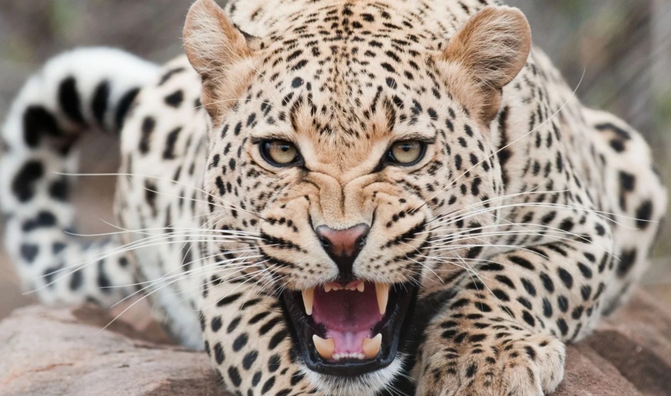 Леопард Фото Животного