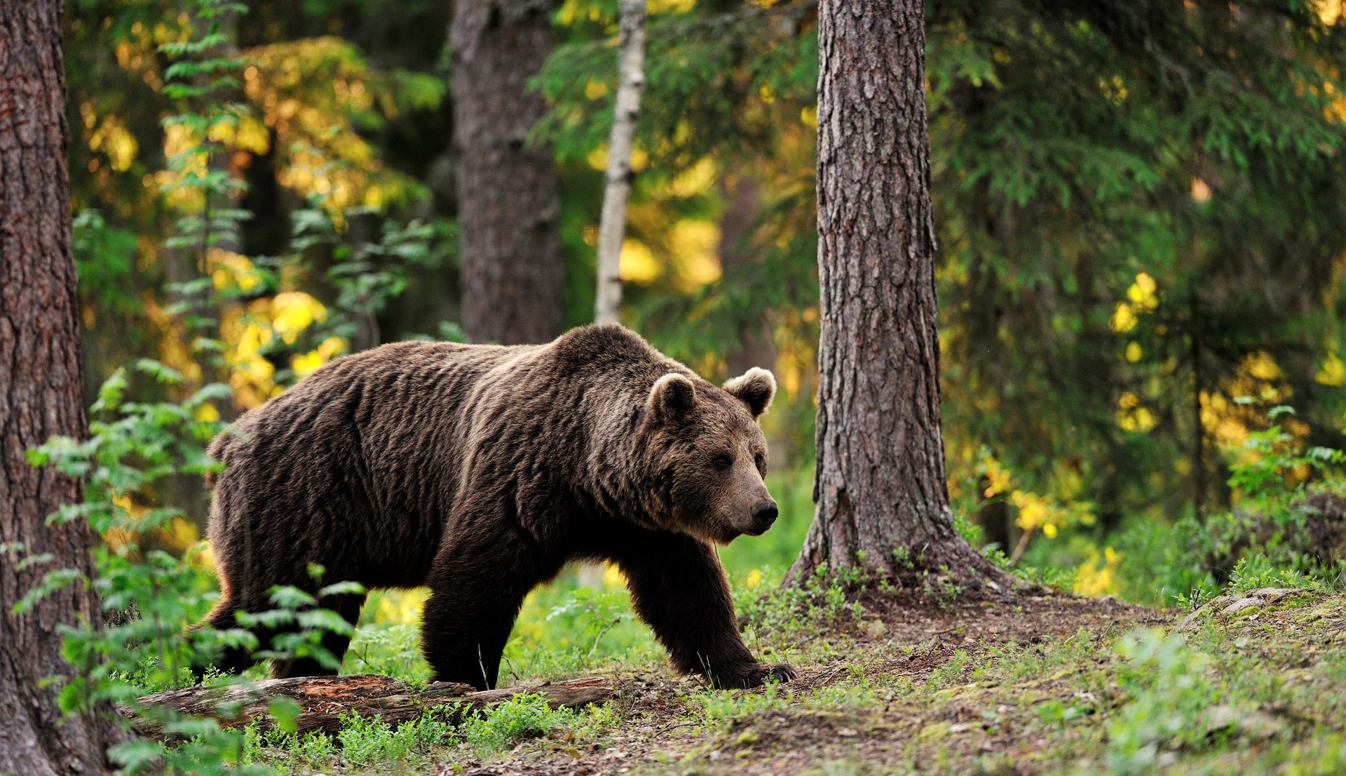 Медведь виды и разновидности фото