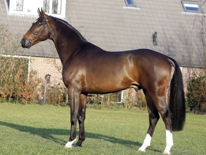 Голландская лошадь