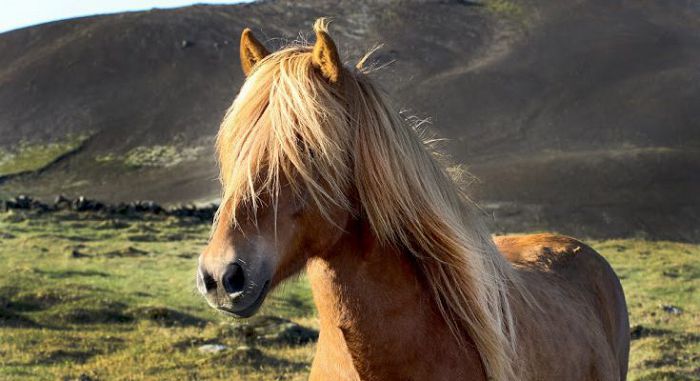 Исландский пони