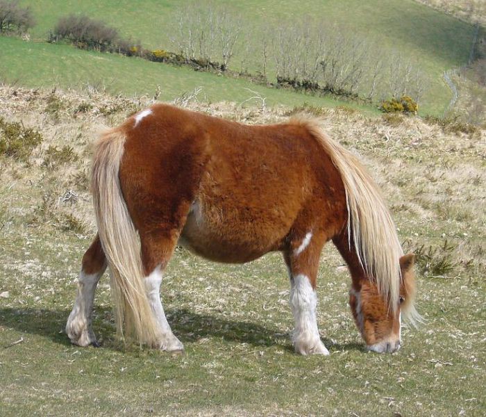 Дартмурский пони