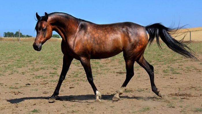 Арабская верховая лошадь