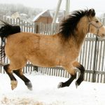 Белорусская