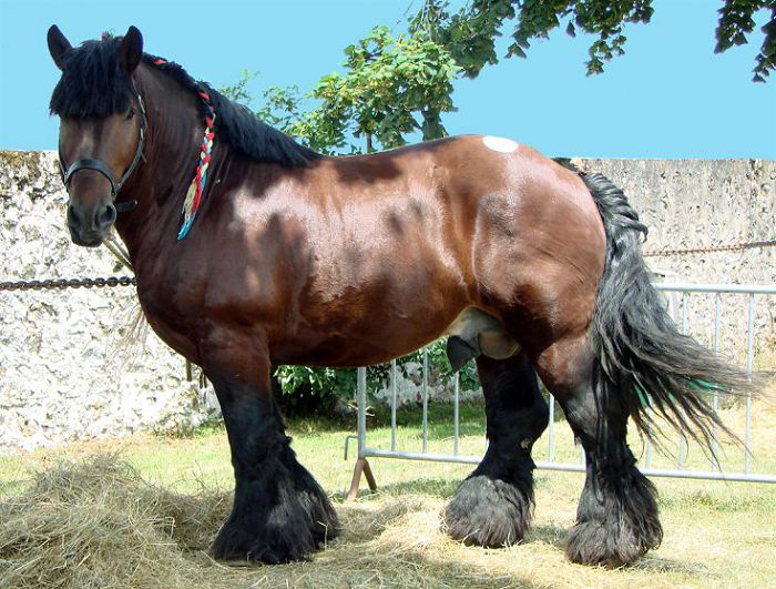 Арденнская лошадь
