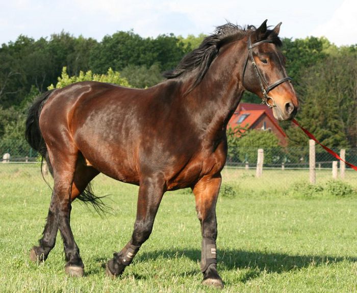 Латвийская лошадь