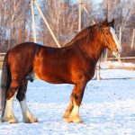 Владимирская тяжеловозная