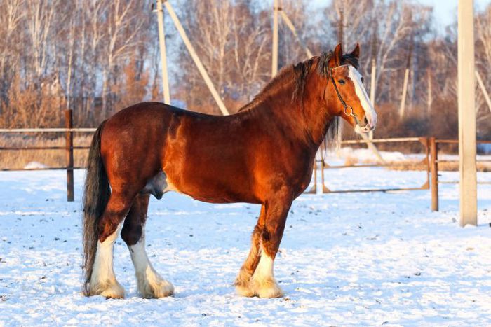 Владимирская тяжеловозная лошадь