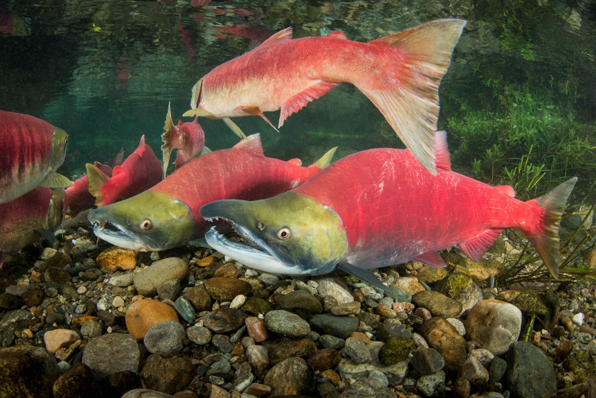 Нерка, рыба Красной книги: фото, описание, особенности