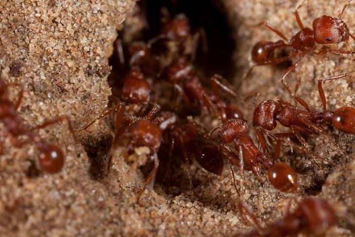 Красные муравьи-жнецы