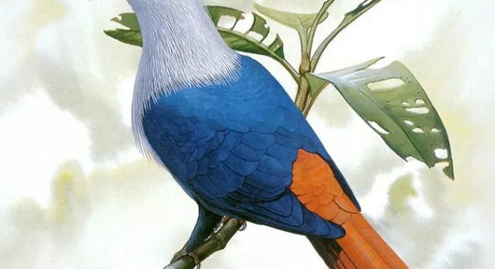 Маврикийский синий голубь