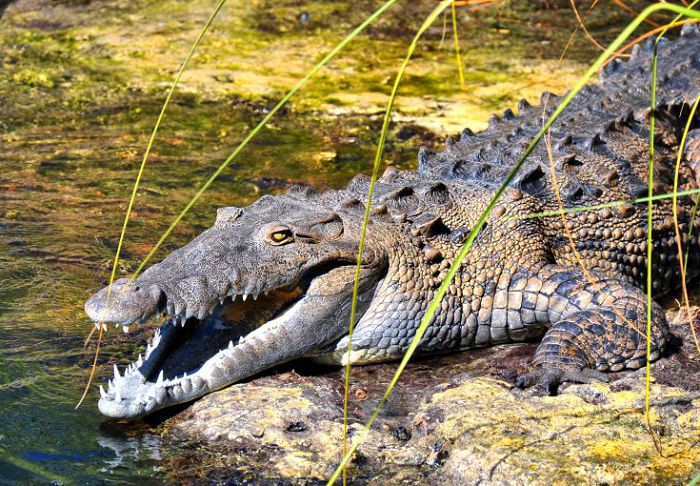 Крокодил острорылый