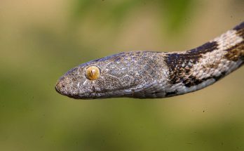 Змея кошачья обыкновенная