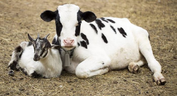 корова и коза