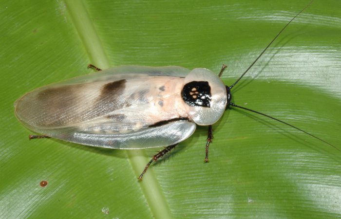 Центральноамериканский гигантский таракан