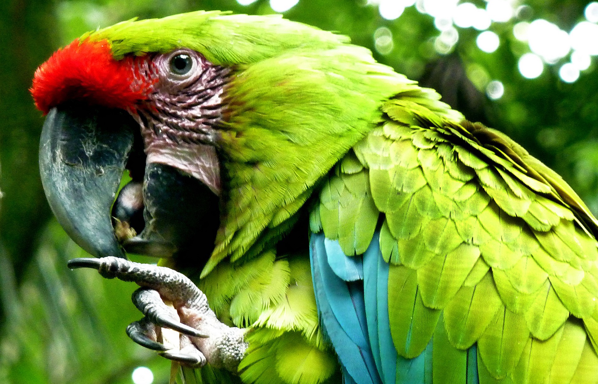 Коста Рика попугаи