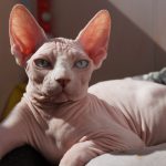 Канадский сфинкс