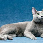 Русская голубая кошка