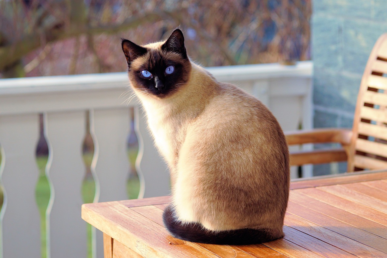 сиамская кошка происхождение породы