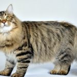 Сибирская кошка