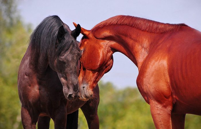 Общение лошадей между собой