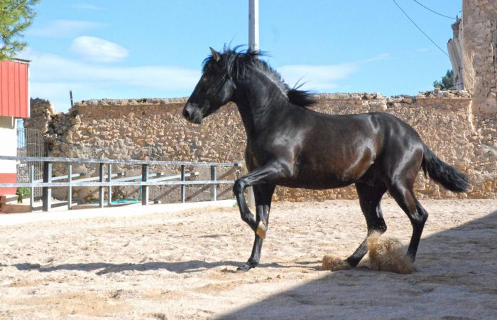 Испанские лошади