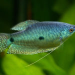 Аквариумные рыбки