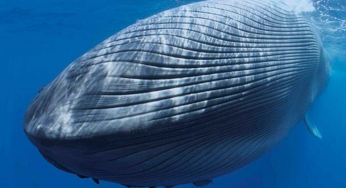 Гигантские синие киты
