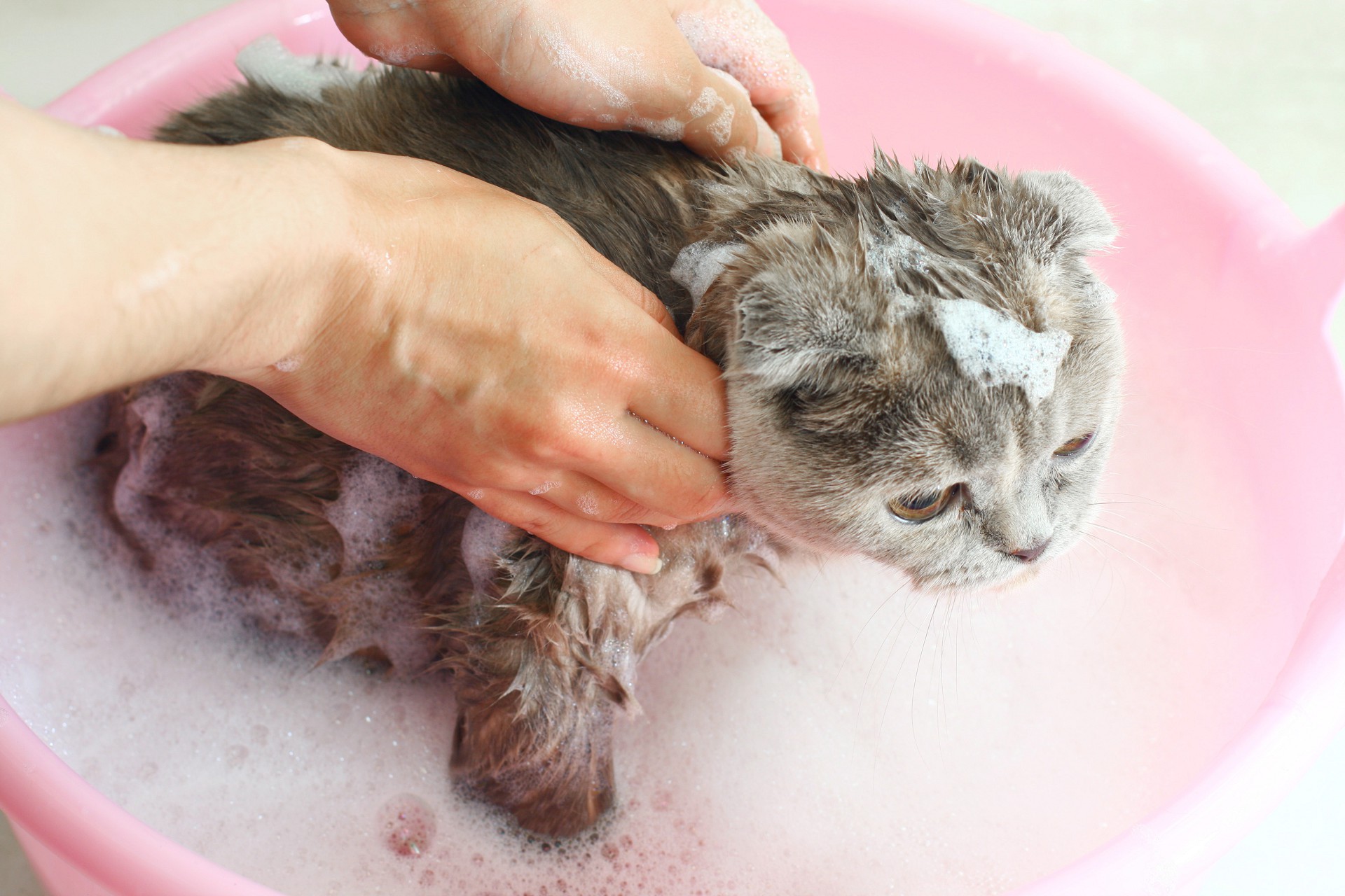Сколько раз мыть кошку. Кошку моют. Купание кошки. Кота купают. Вымытый кот.
