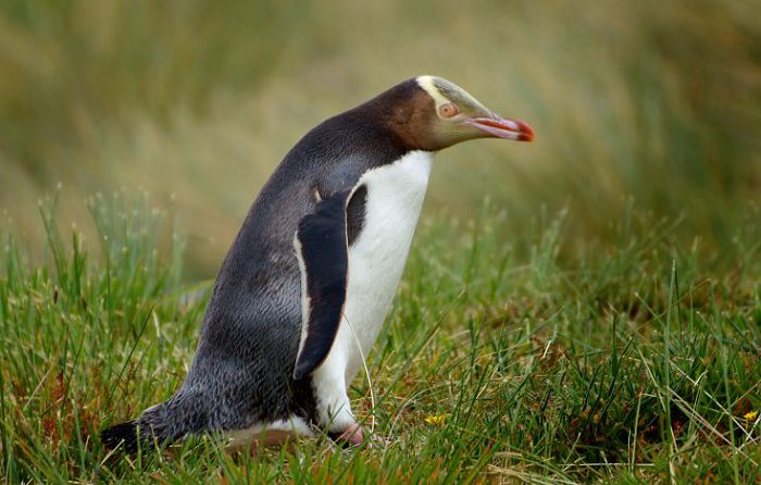 Пингвин великолепный